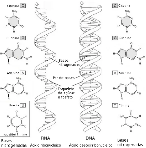 Figura 2.8: RNA e suas bases nitrogenadas à esquerda e DNA à direita (Access Excellence (2010), com adaptações).