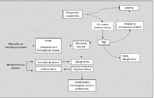 Figura I.5. Fisiopatologia de malária complicada (adaptado de Miller et al., Nature 415, 2002