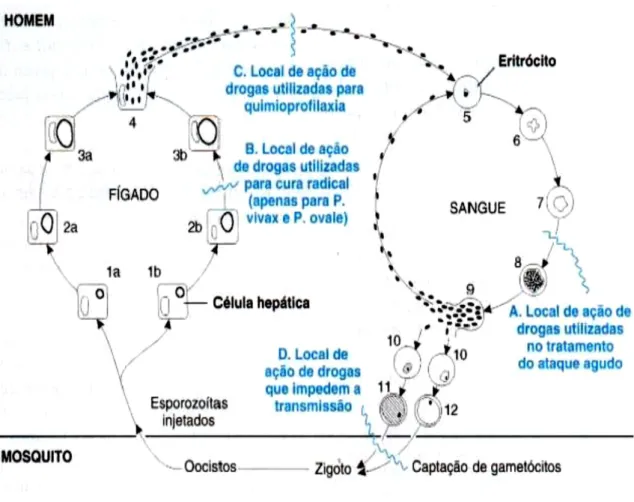 Figura I.6. - Local de ação dos fármacos antimaláricos (Range et al, 2001). 