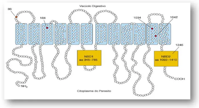 Figura I.10. Topologia da proteína PfMDR1; os pontos a vermelho indicam a localização dos  aminoácidos  polimórficos,  associados  à  resposta  alterada  de  P