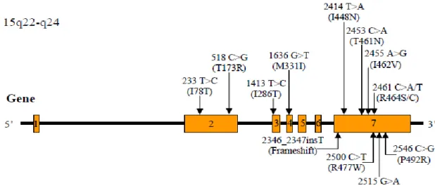 Figura  I.14.  –  Estrutura  do  gene  CYP1A1  (http://www.ensembl.org/).  O  códão  de  iniciação ATG está perto da extremidade 5' do exão 2, produzindo uma proteína de 512  aminoácidos 