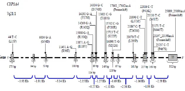 Figura  I.17.  -  O  gene  CYP3A4,  constituído  por  13  exões  em  26,5  Kb;  apresenta  os  diferentes intrões e exões e a localização dos SNP’s (http://www.cypalleles.ki.se)