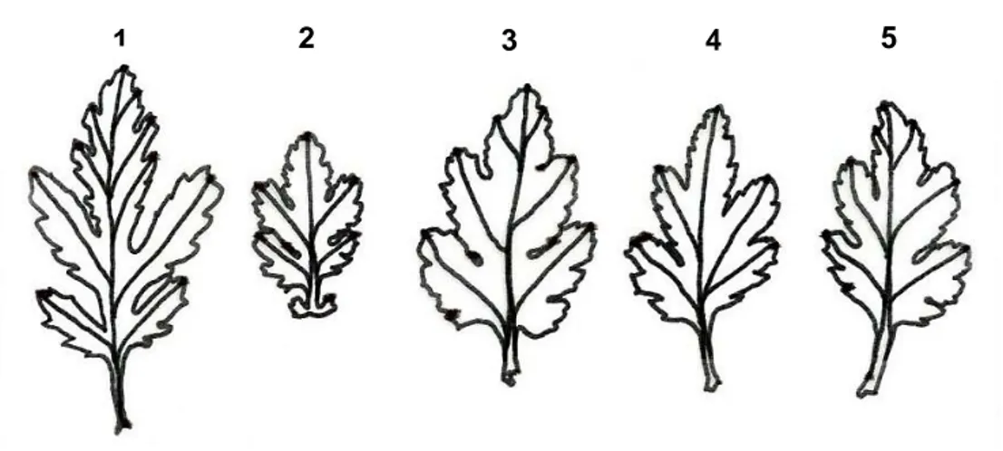 Figura  3.  Morfologia  das  folhas  de  crisântemo.  1.  Jô  Spitovem  (S);  2.  Mini  Margarida  Amarela (MMA); 3