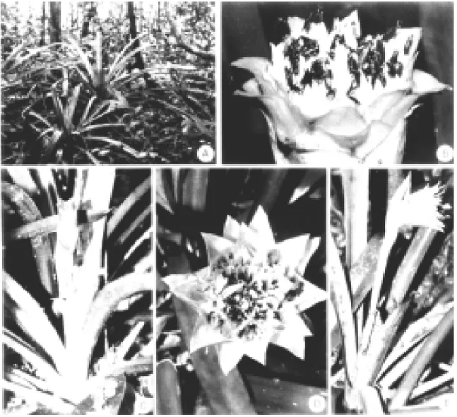 Figura 3. Canistrum aurantiacum. (a) No sub-bosque da mata. (b) Inflorescência com flores abertas