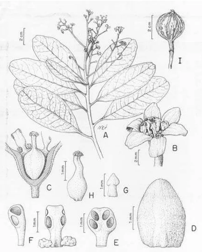 Figura 1. A-I. Ocotea cryptocarpa J.B. Baitello. A. ramo com flores; B. detalhe da flor; C