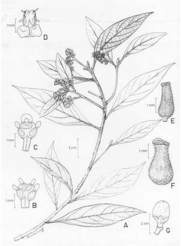 Figura 2. A-G. Ocotea curucutuensis J.B. Baitello. A. ramo com flores; B. estame das séries I e II; C