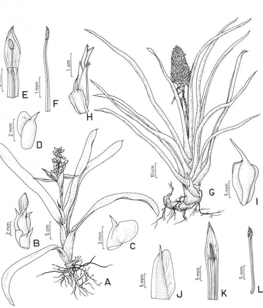 Figura 3. A-F  Aechmea mertensii.  A.  hábito; B. flor; C. bráctea floral; D. sépala; E