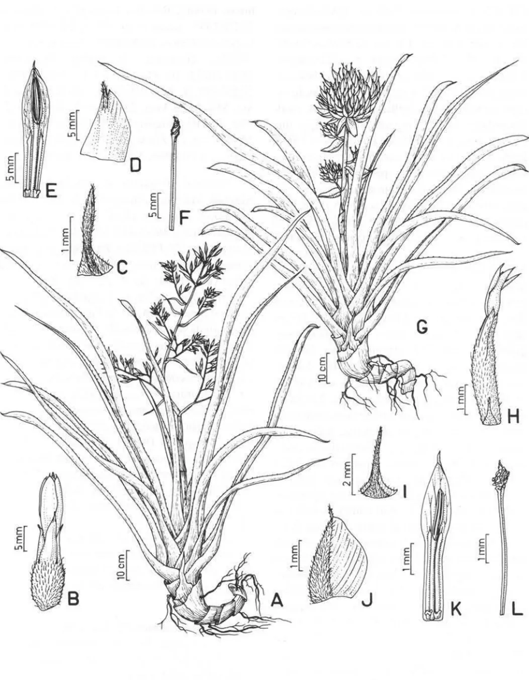 Figura 4.  A-F.  Aechmea stelligera.  A. hábito; B. flor; C. bráctea floral; D. sépala; E