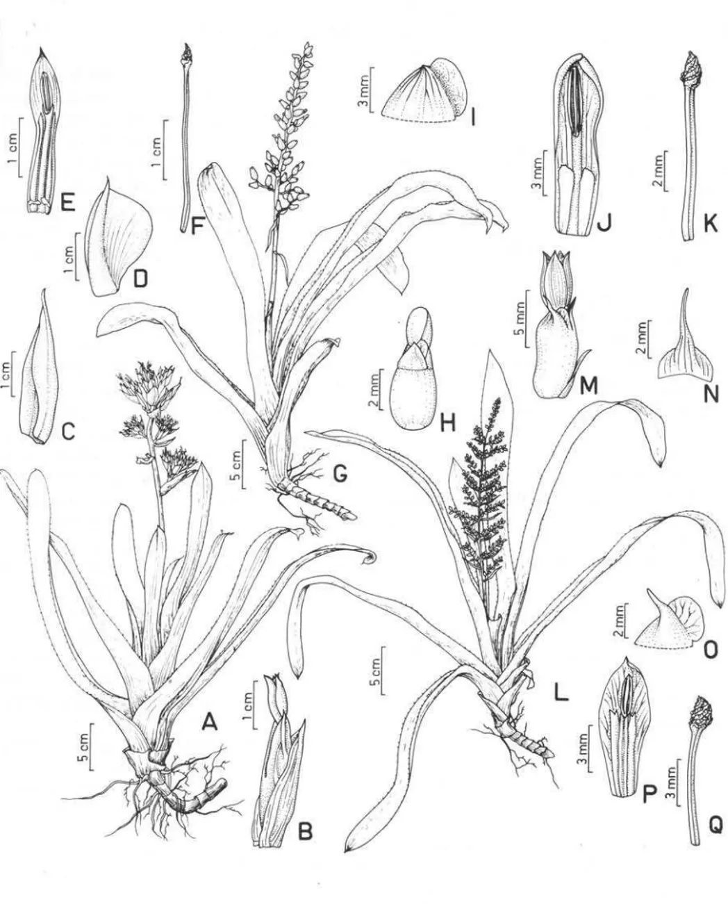 Figura 2.  A-F.  Aechmea aquilega.  A.  hábito; B. flor; C. bráctea floral; D. sépala; E