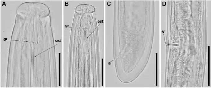Fig. 5 Light micrographs of Paralongidorus plesioepimikis Palomares-Rius et al. 2013 females from the rhizosphere of  grape-vine (Vitis vinifera L.) from Pó, Bombarral, Portugal (A-D)