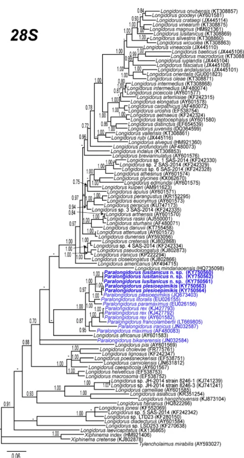 Fig. 6 Phylogenetic relationships of Paralongidorus lusitanicus n.