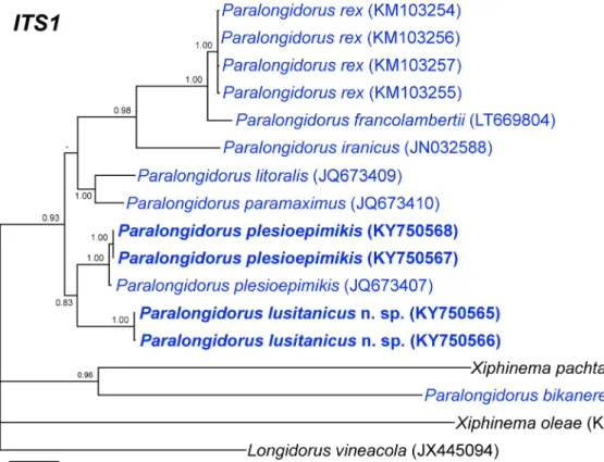 Fig. 7 Phylogenetic relationships of Paralongidorus lusitanicus n. sp. and P. plesioepimikis Palomares-Rius et al