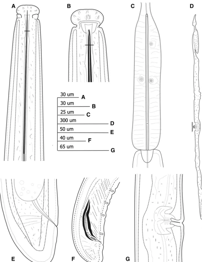 Fig. 1 Line drawings of Paralongidorus lusitanicus n. sp.
