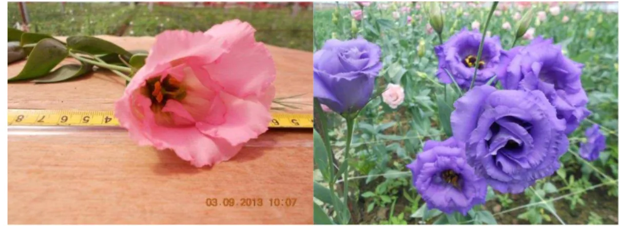 Figura  2  –  Flor  do  lisianto  de  flores  simples,  à  esquerda;  lisianto  apresentando  flores  dobradas, à direita 