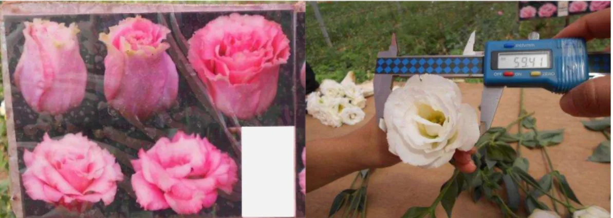 Figura 6  –  Demonstração dos pontos de abertura floral, de cima para baixo e da esquerda para  a direita, pontos de abertura de 1 a 5 e medição do diâmetro da flor na foto à direita 