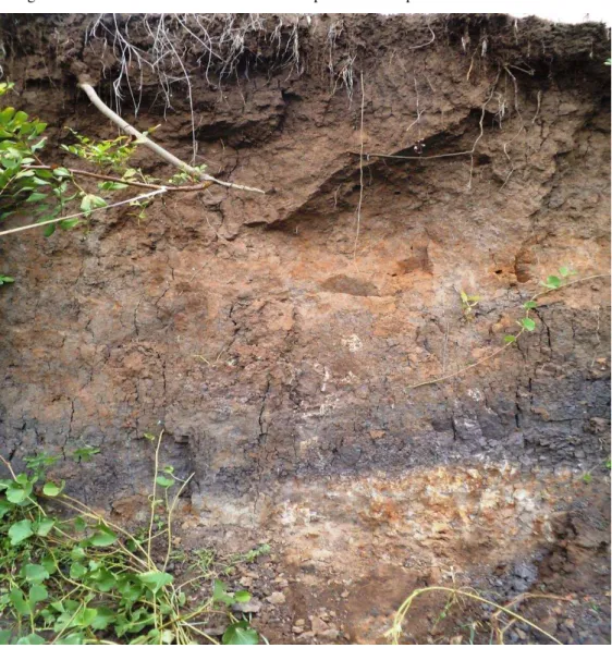 Figura 10 - Camadas de solos encontradas no perfil vertical próximo ao leito do riacho 