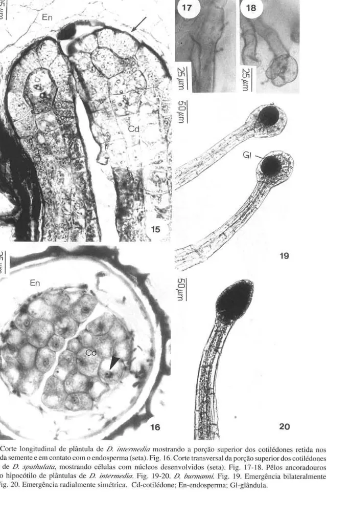 Figura  15.  Corte  longitudinal  de  plântula  de  D.  intermedia  mostrando  a  porção  superior  dos  cotilédones  retida  nos  envoltórios da semente e em contato com o endosperma (seta)