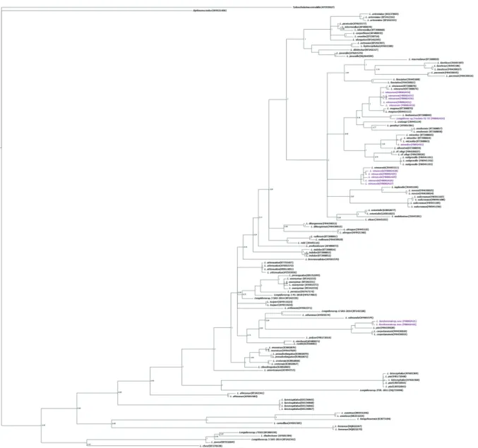 Figure 3. Phylogenetic relationships of Longidorus bordonensis sp. nov., L. wicuolea Archidona-Yuste, Navas-Cortés, Cantalapie- Cantalapie-dra-Navarrete, Palomares-Rius &amp; Castillo, L