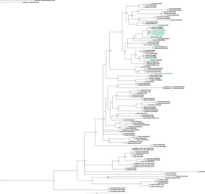 Figure 5. Phylogenetic relationships of Longidorus bordonensis sp. nov., L. wicuolea Archidona-Yuste, Navas-Cortés, Cantalapie- Cantalapie-dra-Navarrete, Palomares-Rius &amp; Castillo, L