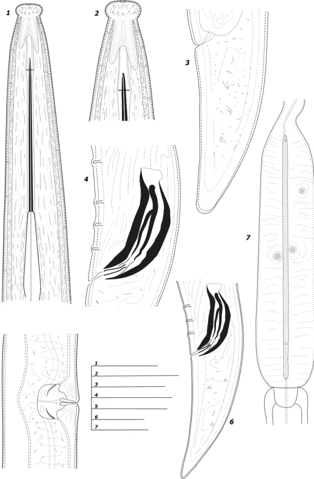Figure 1. Line drawings of Longidorus bordonensis sp. nov. paratypes from the rhizosphere of grass (unknown species) at São  Pedro do Sul, Viseu district, northern Portugal (1–7)