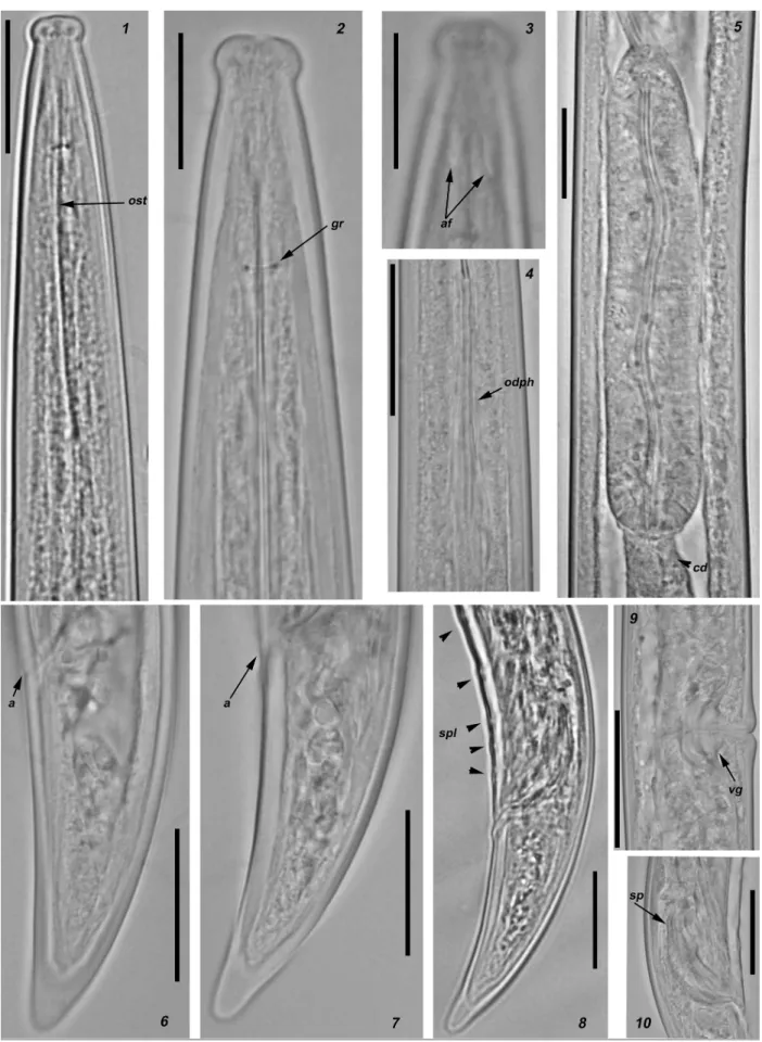 Figure 2. Light micrographs of Longidorus bordonensis sp. nov. paratypes from the rhizosphere of grass (unknown species) at São  Pedro do Sul, Viseu district, northern Portugal (1–10)