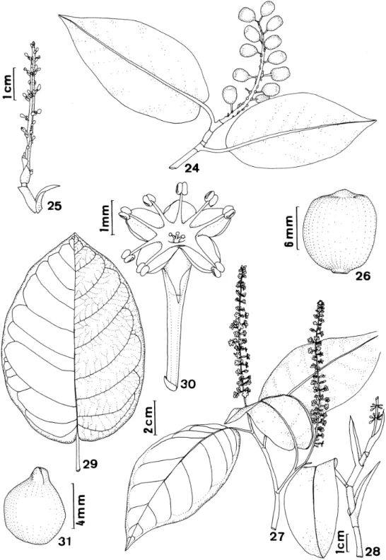 Figura 24-31. Coccoloba. 24-26. C. lucidula Benth. 24. hábito; 25. inflorescência; 26