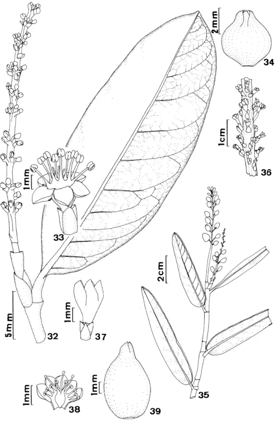 Figura 32-39. Coccoloba. 32-34. C. pipericarpa Mart. 32. hábito; 33. flor; 34. fruto (Teixeira &amp; Brina s.n); 35-39