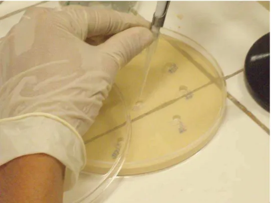 Foto 08 - Adição das amostras em diferentes concentrações submetidas à avaliação  da atividade antimicrobiana