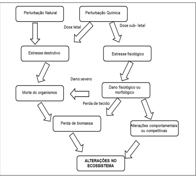 Figura 3-1. Caminhos das perturbações físicas e químicas pelos quais esses efeitos  alcançam o nível ecossistema (fonte: WEINSTEIN; BIRK, 1989)