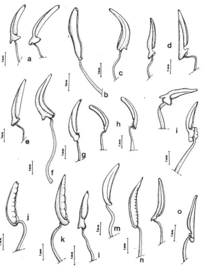 Figura  1.  Estames de  Miconia:  a:  M.  albicans  (ã esquerda ante-pétalo;  ã direita ante-sépalo); b
