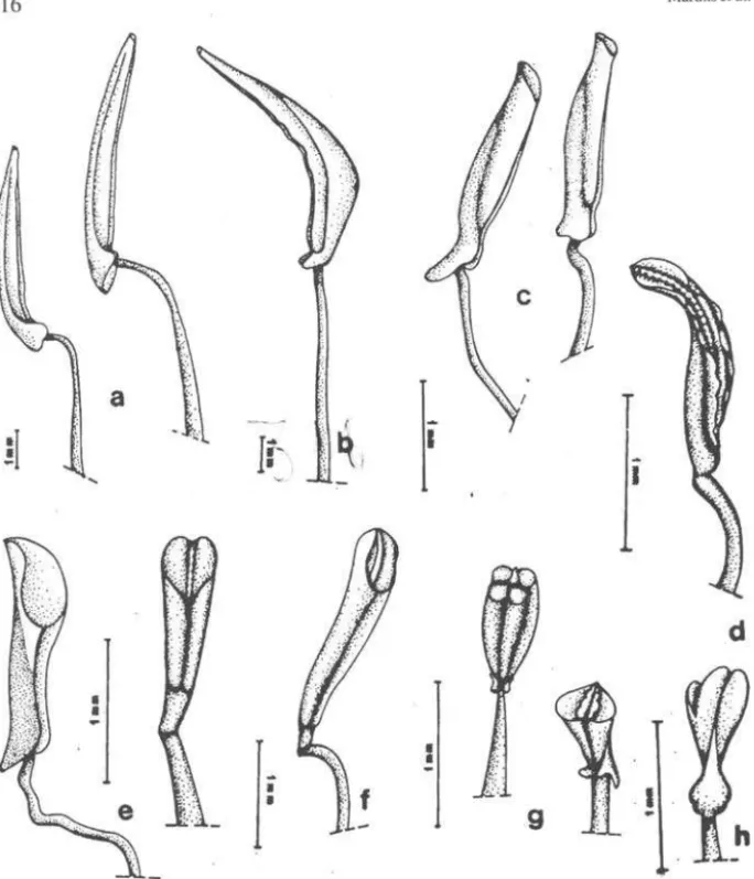 Figura  2.  Estames  de  Miconia:  a  M.  jucunda  (à  esquerda  ante-pétalo;  à  direita  ante-sépalo);  b