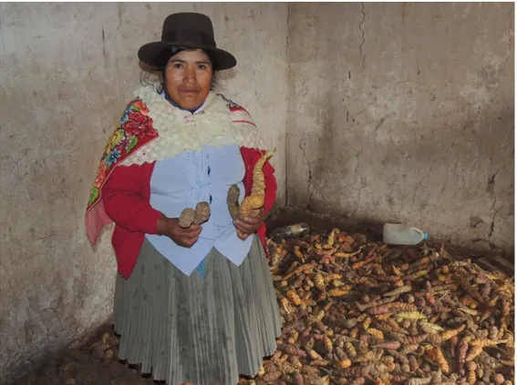 Figura 1: Mulher campesina produtora de oca da Comunidade de  Huayllacayan