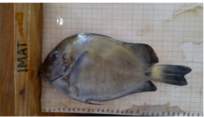 Figura  7  –  Exemplar  do  peixe  lanceta  (Acanthurus  chirurgus)  coletado  nos  bancos  de  gramíneas marinhas do município de Icapuí sendo medido com o auxílio de um ictiômetro 