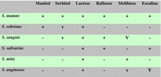 Tabela 1 - Identificação de Streptococcus mutans - Provas bioquímicas realizadas  para identificação de cada bactéria