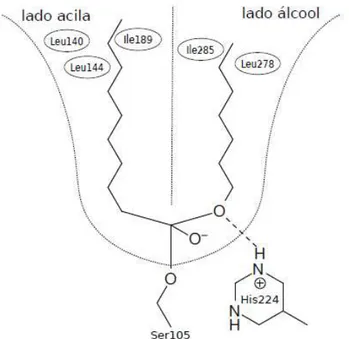 Figura 2.1: Sítio ativo da enzima CALB, dividida em uma porção para ligações acila e  outra para alcoóis