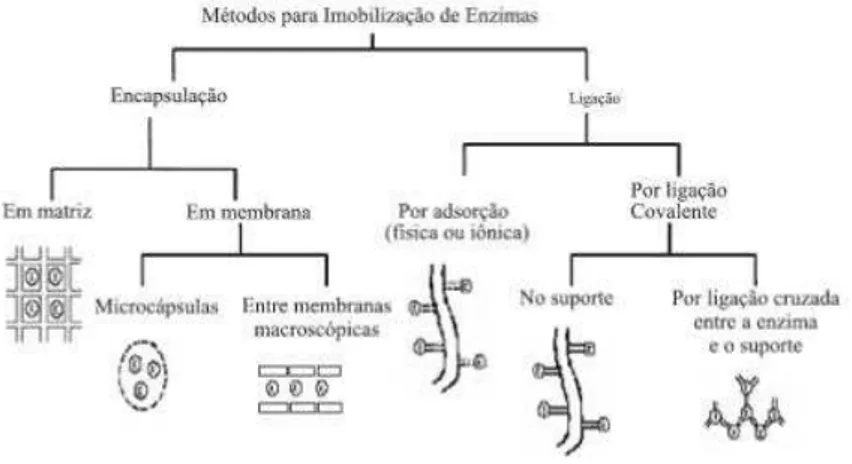 Figura 2.2: Métodos de imobilização para enzimas. 