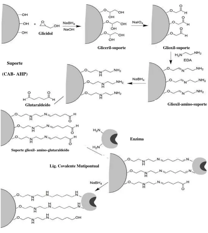 Figura  3.4:  Ativação  com  glicidol-  etilenodiamina-  glutaraldeído,  formação  de  CAB-  GEG 5% ou GEG 10% e etapa de imobilização/ redução das bases de Schiff’s 