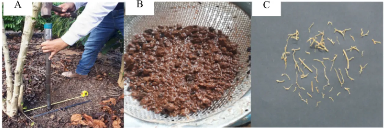 Figure 1. Approach used for sampling the roots of 43 C. canephora genotypes, including soil sampling (A), washing (B) and roots used for scanning (C).
