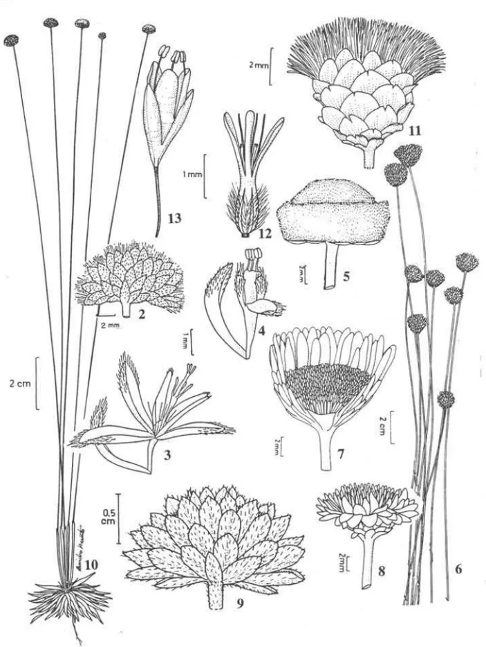 Figura 2-4.  Leiothrix jlavescens:  2.  Capítulo;  3.  Ror pistilada;  4.  Flor estaminada