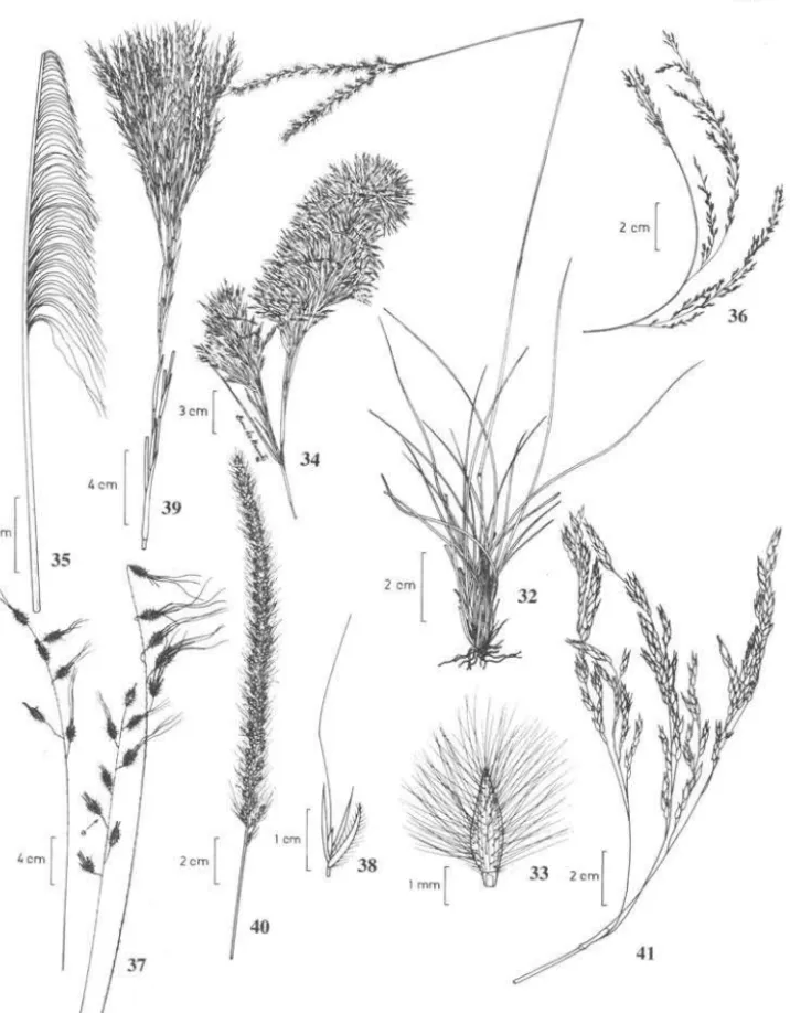 Figura  32-33.  Axollopus  brasiliellsis:  32.  Hábito;  33.  Espigueta  (retirado  de  Renvoise  1984)