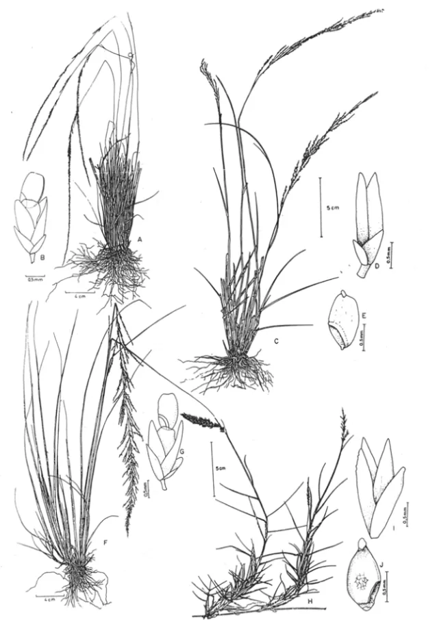 Fig 2.  A-O.  Sporobolus acuminatus varo  longispiculus:  A.  hábito;  B.  espigueta com  fruto;  C