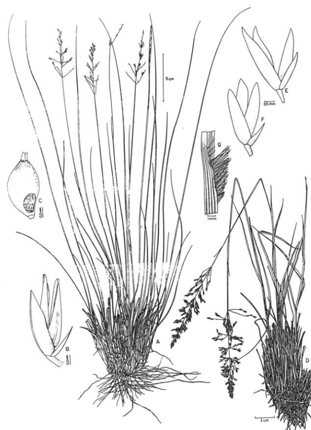 Fig.  3.  A-C.  Sporobolus  adustus:  A.  hábito;  B.espigueta;  C.  espigueta,  gluma  superior  envolvendo  o  antécio (A