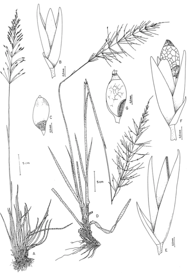 Fig. 6.  A-C. Sporobolus ciliarus:  A.  hábito;  B.  espigueta com fruto,  glândulas no  pedicelo, pálea rompida  em  duas  metades ; C
