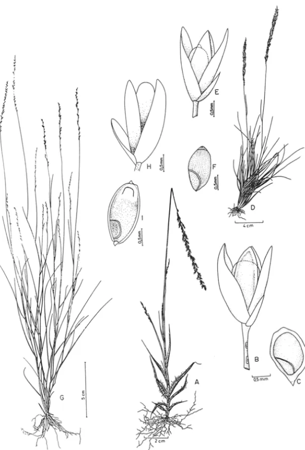 Fig.  8.  A-D  Sporobolus  hians:  A.  hábito;  B.  espigueta jovem;  C.  espigueta  madura;  D