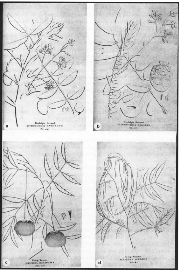 Figura  3:  a.  LWllbricidia  allflzelmia;  b.  Lwnbricidia  lelialis ; c.  Mimosa  diadema;  d