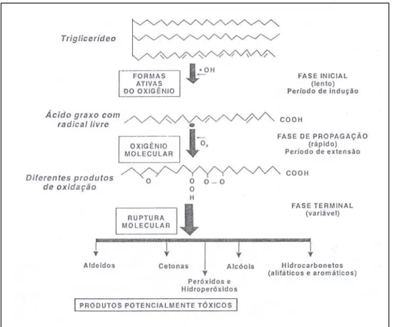 Figura 1. Etapas da rancidez oxidativa (BUTOLO, 2001). 
