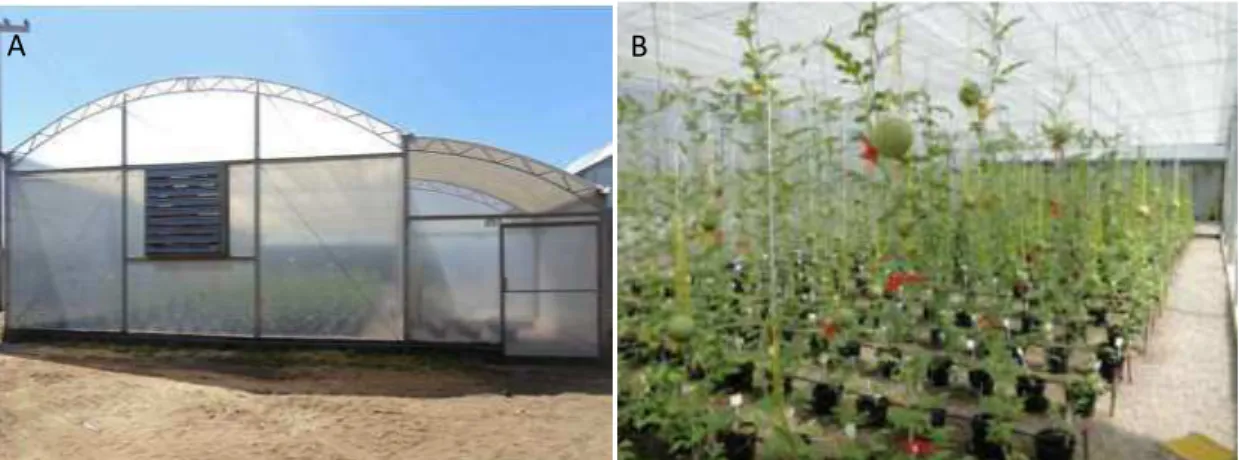 Figura 1. Casa de vegetação utilizada para condução do presente experimento: A) Vista externa da casa  de  vegetação;  B)  Vista  interna  da  casa  de  vegetação  já  com  o  cultivo  de  minimelancia  (Citrullus lanatus)
