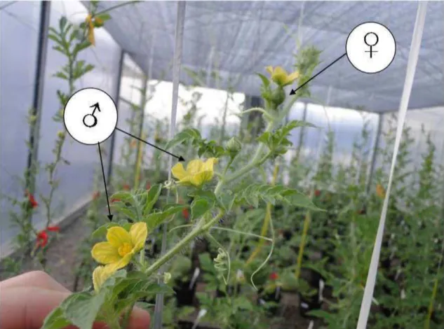 Figura 2. Visão geral da casa de vegetação com detalhe mostrando flores estaminadas (♂) e pistiladas (♀)  na mesma planta de minimelancia (Citrullus lanatus)