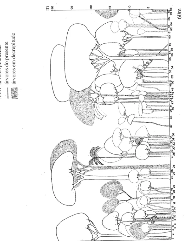 Figura 3 - Diagrama de perfil em transeções de 60m x  10m. Os números correspondem aos dos espécimes  listados  na tabela  I