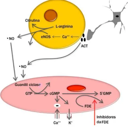 Figura 2: Produção do óxido nítrico em células musculares lisas. 
